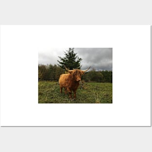 Scottish Highland Cattle Cow 2127 Posters and Art